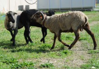 /album/fotogalerie-shetlandske-ovce/farma-lysa-n-l-foto-grocholova-0452-jpg1/
